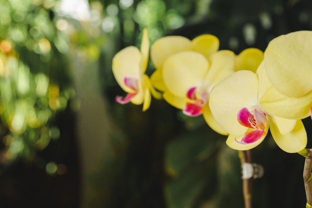 Close-up de lindas flores de orquídea amarelas