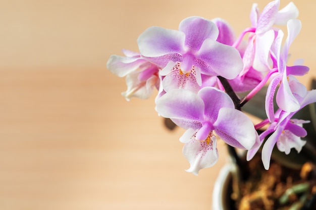 Close-up de lindas flores de orquídea phalaenopsis no fundo brilhante