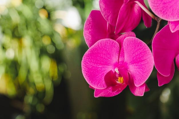 Close-up de lindas flores de orquídea rosa brilhantes
