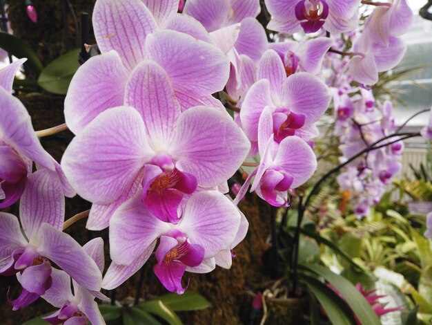 Close-up de lindas flores de orquídea rosa