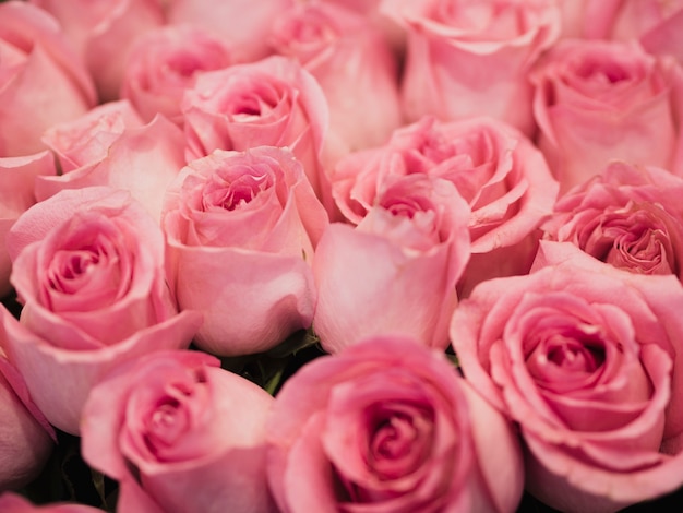 Close-up de lindas rosas cor de rosa