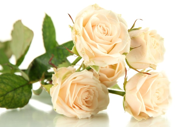 Close-up de lindas rosas cremosas isolado no branco