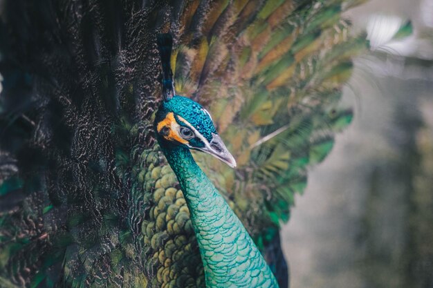 Close-up de lindo pavão com penas espalhadas