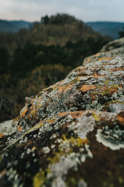 Foto close-up de líquen na rocha