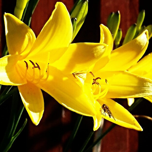 Foto close-up de lírio amarelo florescendo no parque