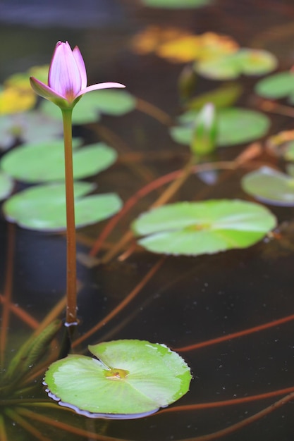 Foto close-up de lírio-d'água de lótus na lagoa