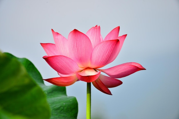 Close-up de lírio-d'água de lótus rosa florescendo ao ar livre