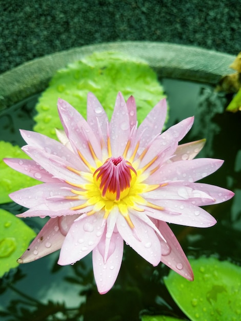 Close-up de lírio-d'água em um lago