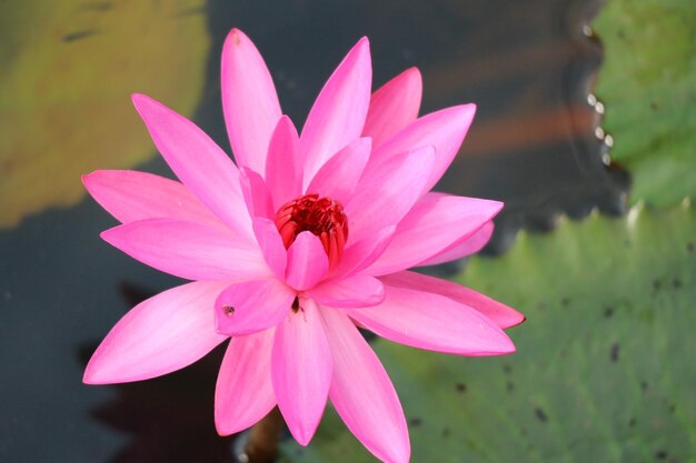 Foto close-up de lírio-d'água rosa