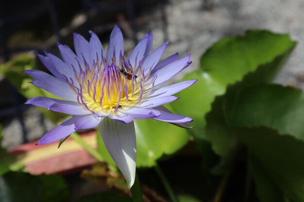 Foto close-up de lírio-d'água roxo