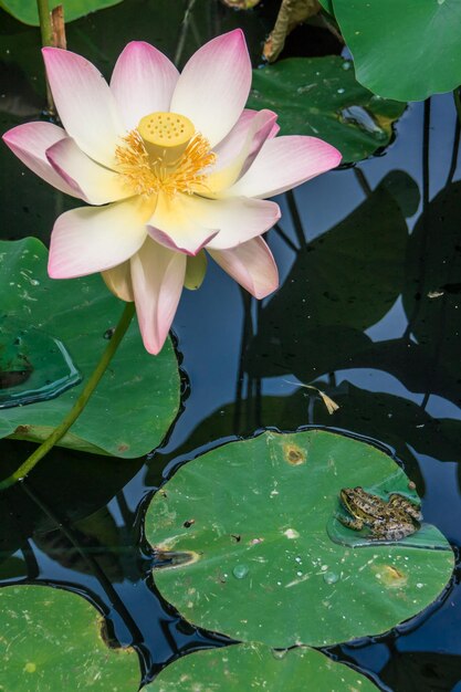 Foto close-up de lírio de água de lótus em um lago