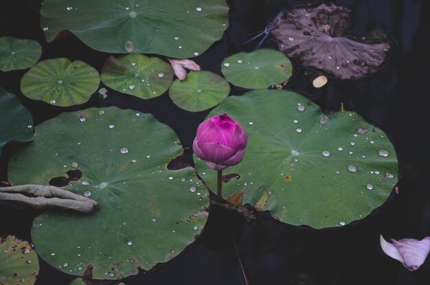 Close-up de lírio de água de lótus em um lago