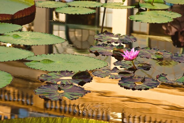 Foto close-up de lírio de água de lótus em uma lagoa