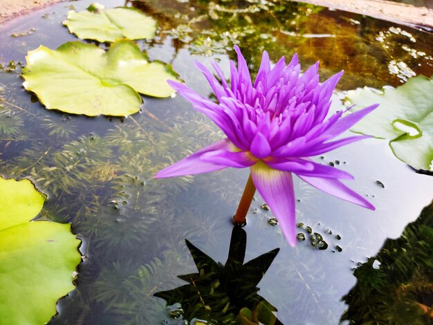 Foto close-up de lírio de água de lótus em uma lagoa