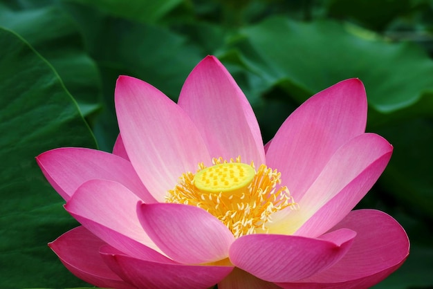 Close-up de lírio de água de lótus rosa florescendo ao ar livre
