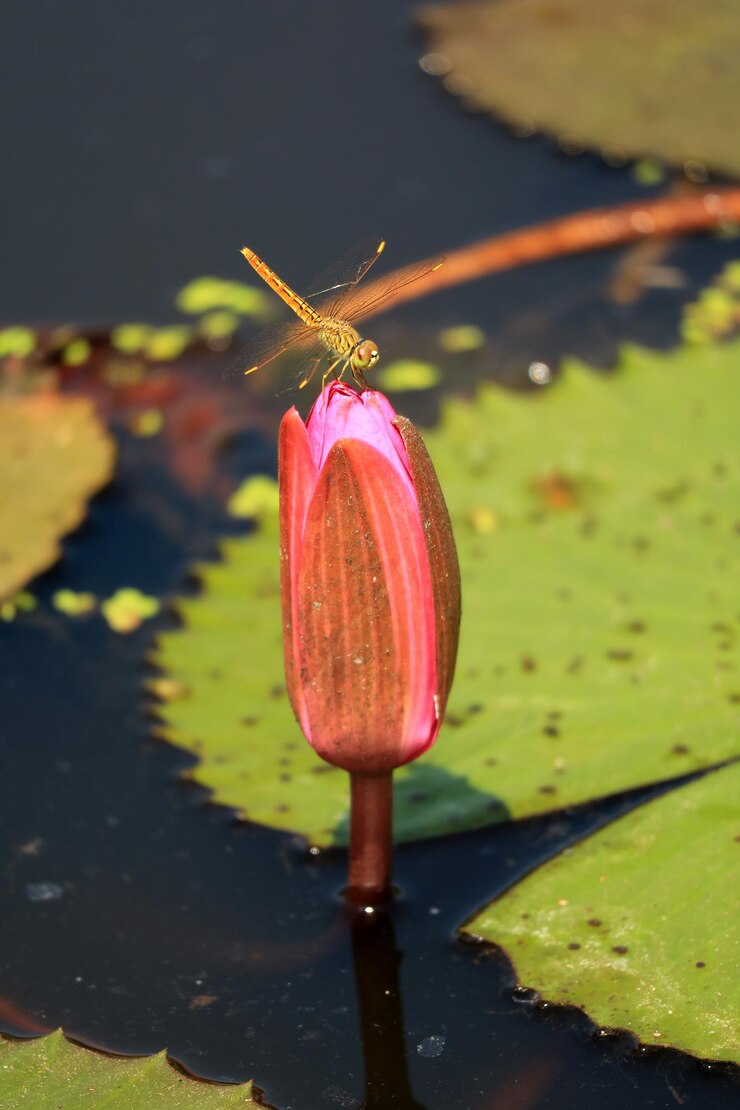 Foto close-up de lírio de água de lótus rosa