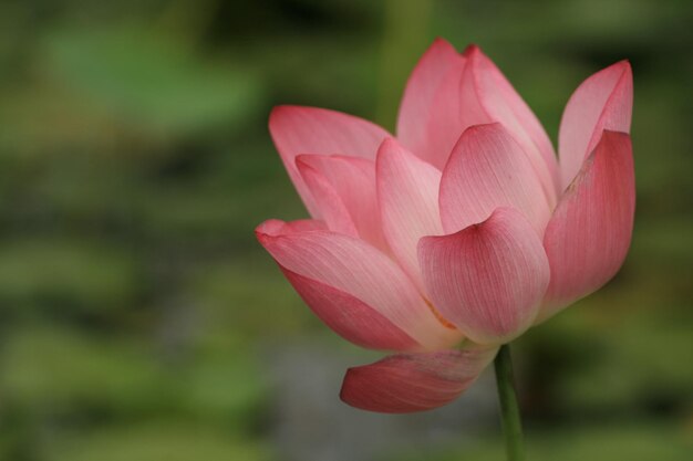 Close-up de lírio de água de lótus rosa