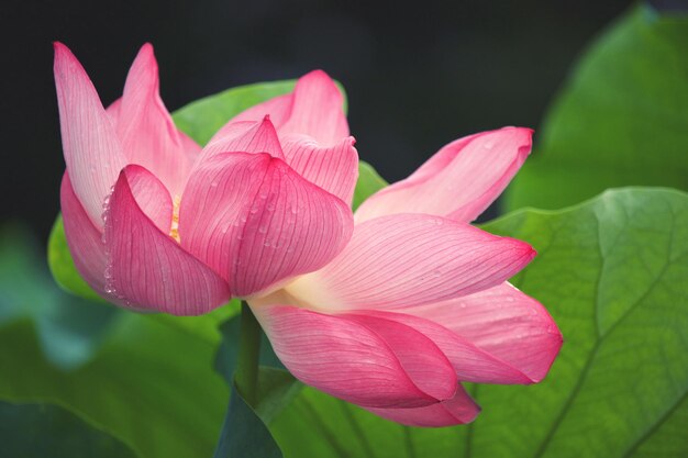 Foto close-up de lírio de água de lótus rosa