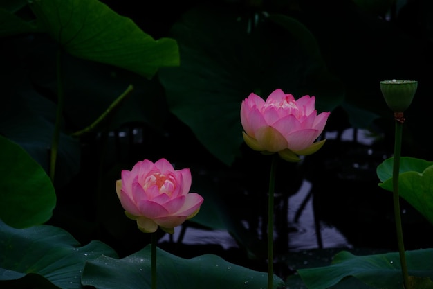 Close-up de lírio de água de lótus rosa