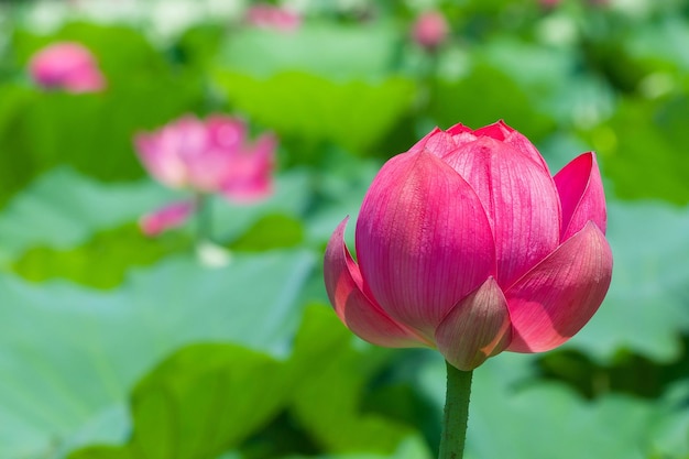 Close-up de lírio de água de lótus rosa