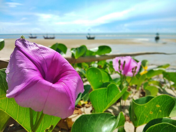 Foto close-up de lírio de água de lótus rosa