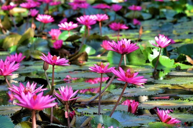 Foto close-up de lírio de água rosa em um lago