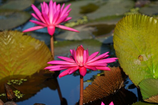 Foto close-up de lírio de água rosa em um lago