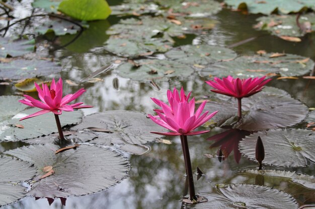 Close-up de lírio de água rosa em um lago