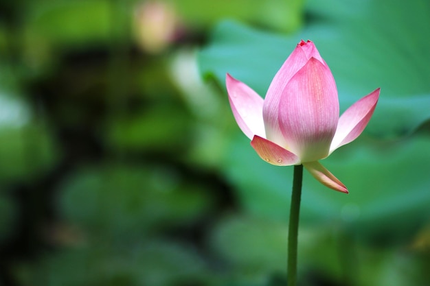 Close-up de lírio de água rosa em uma lagoa