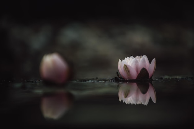 Foto close-up de lírio de água rosa flutuando em um lago