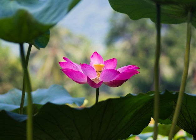 Close-up de lírio de água rosa
