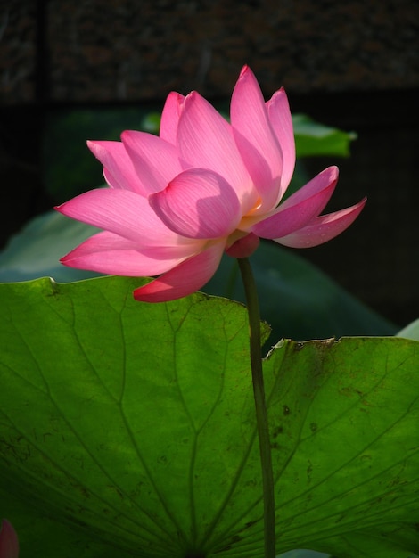 Close-up de lírio de água rosa