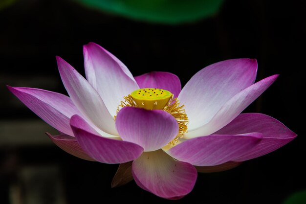 Foto close-up de lírio de água rosa