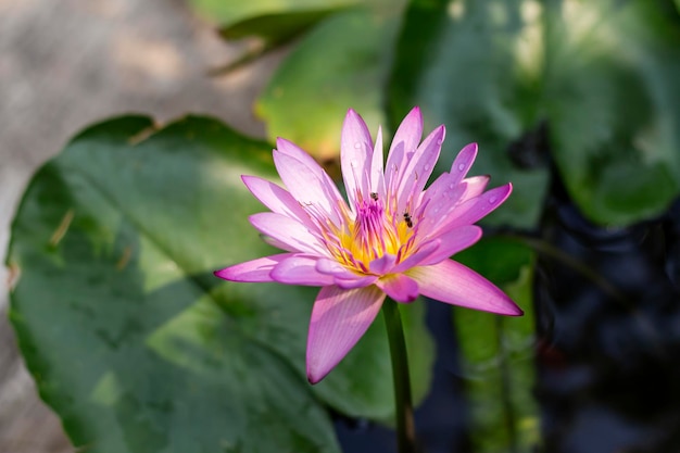 Foto close-up de lírio de água rosa