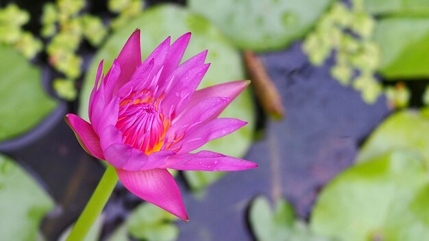 Foto close-up de lírio de água rosa