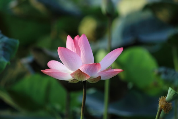 Foto close-up de lírio de água rosa