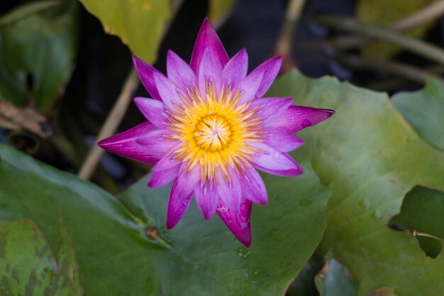 Foto close-up de lírio de água roxo em uma lagoa