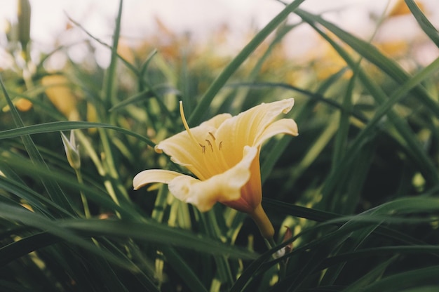 Foto close-up de lírio de dia florescendo ao ar livre