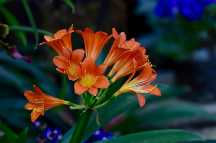 Foto close-up de lírio de dia laranja florescendo ao ar livre