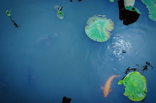 Foto close-up de lírios em um lago