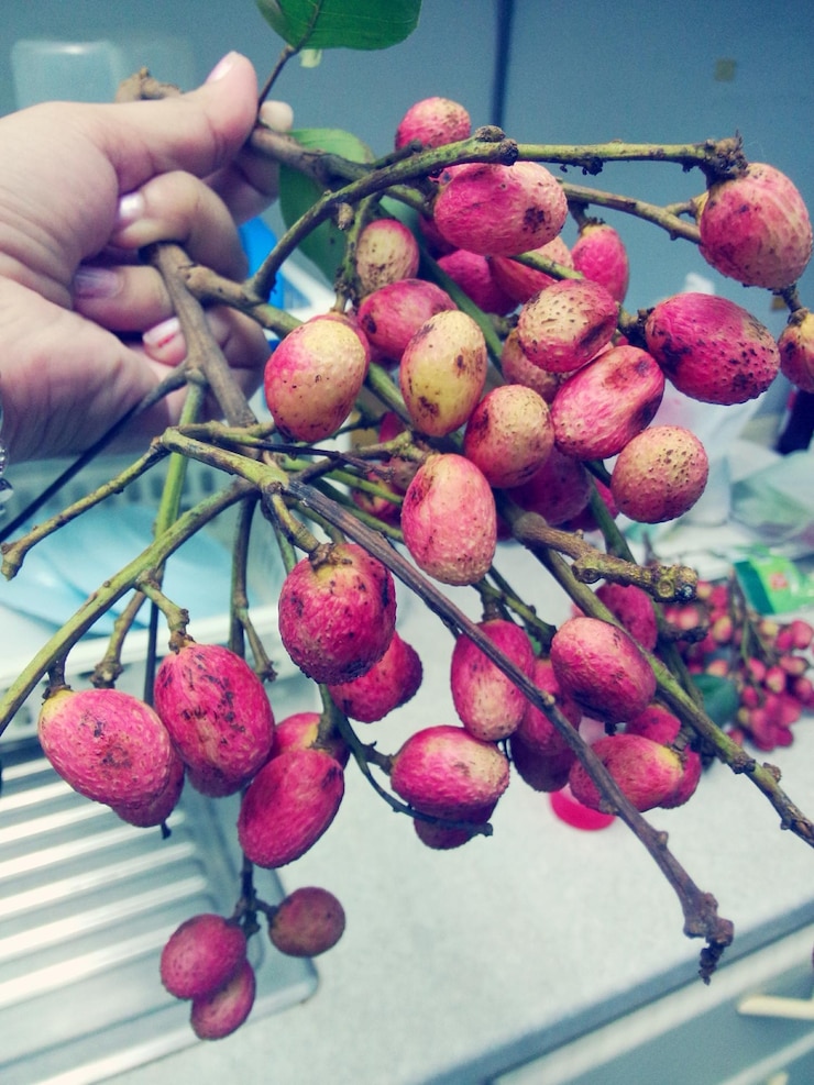 Foto close-up de litchi segurando a mão