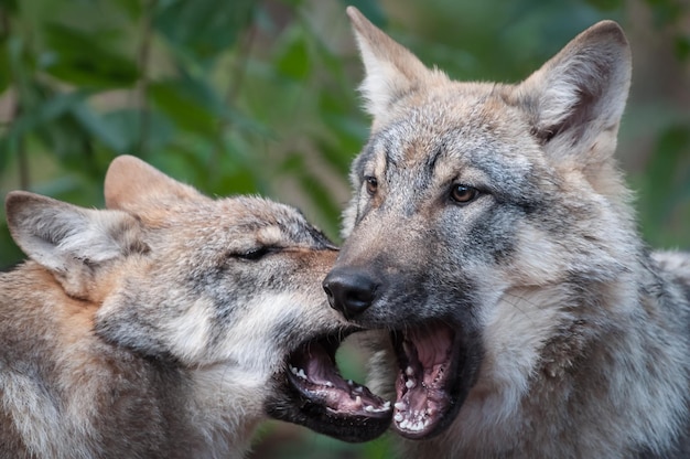 Foto close-up de lobos a gritar