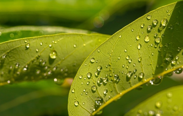 Close up de longan dimocarpus longan folhas verdes com respingos de água para o fundo natural