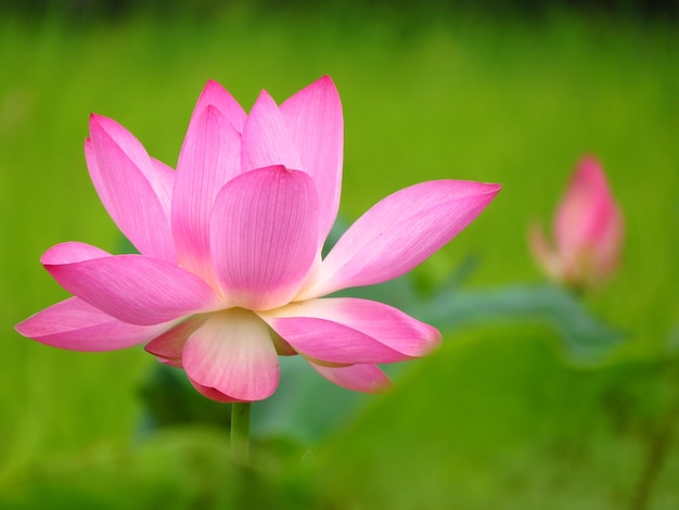 Foto close-up de lótus rosa em uma lagoa