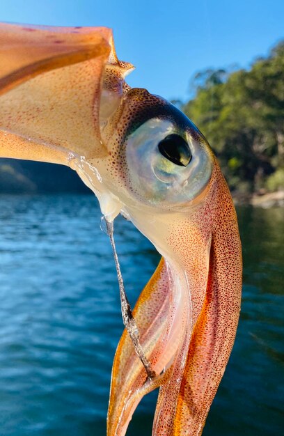 Foto close-up de lulas no mar