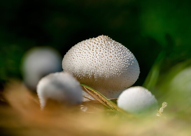 Foto close-up de lycoperdon perlatum, popularmente conhecido como o puffball comum, puffball warted.