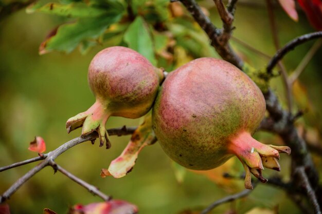 Foto close-up de maçã crescendo em uma árvore