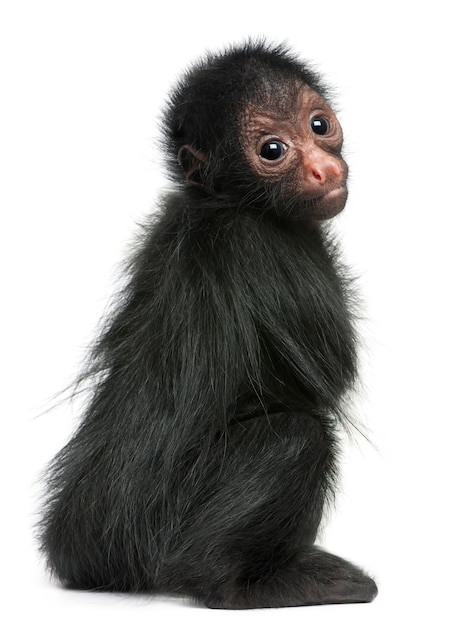 Close-up de macaco-aranha-de-cara-vermelha, Ateles paniscus em branco isolado