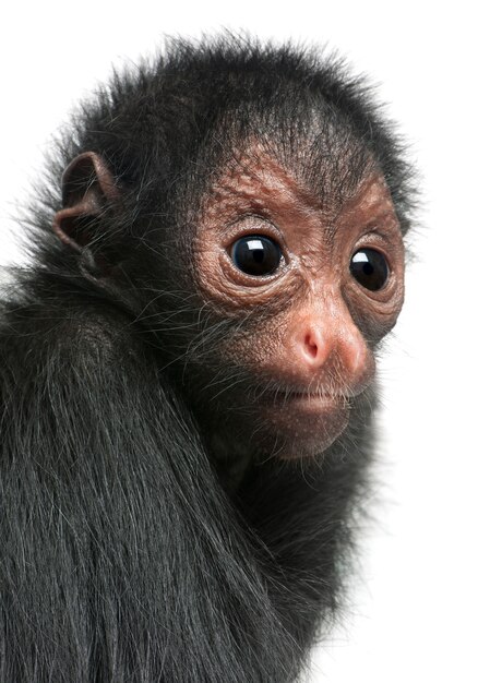 Close-up de macaco-aranha-de-cara-vermelha, ateles paniscus em branco isolado