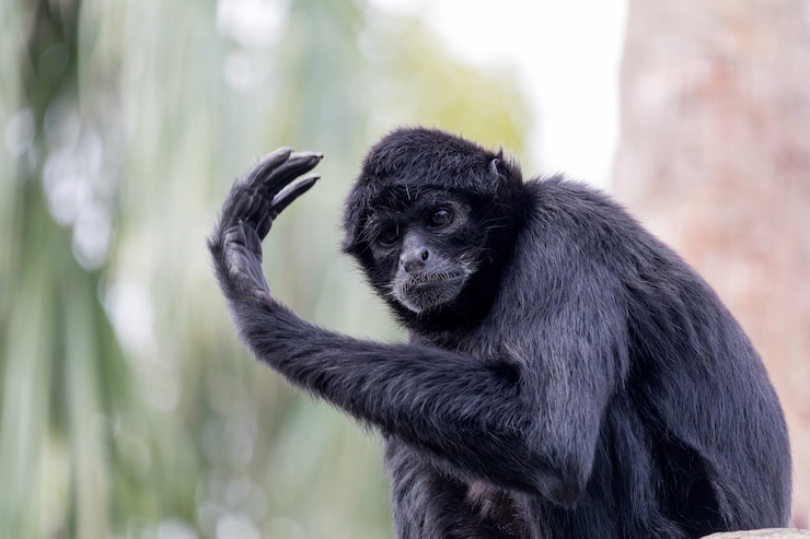 Foto close-up de macaco-aranha olhando
